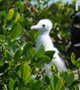 Frigate Chick in Barbuda