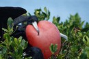 Male Frigate Bird trying to attract female