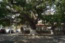Ancient Tree Calle 54