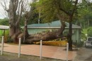 Tree on school bus during hurricane David