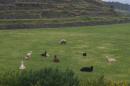 Lamas in the Field