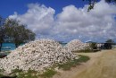 Piles and Piles of Conch Shells