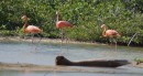 Flamingo in Lac Bay mangrove