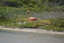 Flamingo in Lac Bay mangrove