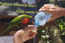 Feeding the Parakeet in Deshaies Botanical Garden