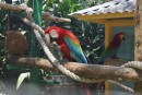 Macaws in Deshaies Botanical Garden