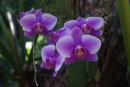 Orchids in Deshaies Botanical Garden