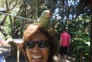 Parrot in Deshaies Botanical Garden