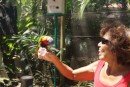 Feeding the Parakeet in Deshaies Botanical Garden