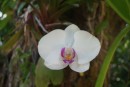 Orchids in Deshaies Botanical Garden