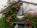 House with Flowers