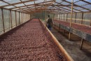 Belmont Estate drying the cocoa beans