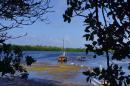 Laguna In Mangrove Park