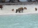 Wild Hogs: A clan of pigs on No Name Cay.