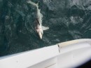 Using a chunk of snapper, Karrie hooked this small spinner shark. We broke the line to release him.