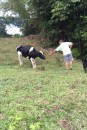 The cow who wanted to see the little black calf.