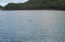 our solitary dolphin visitor