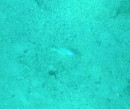 tiny Neon Jawfish