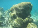 Beautiful coral