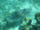 Big Filefish