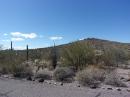 Desert view: Organ Pipe Cactus NM