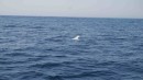 Pilot whale or Risso