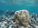 Wonderful coral on Barbuda reefs