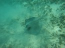 Stingray snuffling in the sand under the boat!