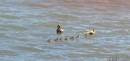 White cheeked pintail with chicks - Aaahhh!