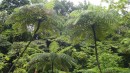 Huge tree ferns in the rain forest