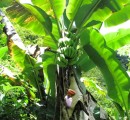 Banana plant with both flower and fruit