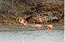 Greater Flamingoes, Gottomeer, Bonaire