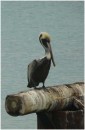 Brown Pelican, Bonaire