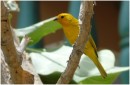 YellowWarbler, Bonaire