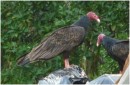 Turkey Vulture, ShelterBay