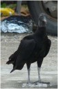 Black Vulture, ShelterBay