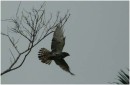 Immature Broadwinged Hawk,San Lorenzo National Park, Panama