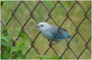 Blue Grey Tanager, ShelterBay