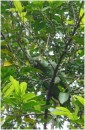 Mealy Amazon Parrot, SanLorenzoNP, Panama