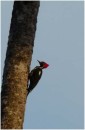 Lineated Woodpecker,  Kennedy