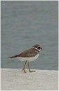 Semipalmated Plover, ShelterBay