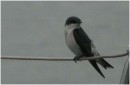 Mangrove Swallow, Isla Linton