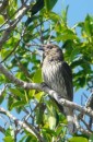 Fig bird, Female, Burnett Heads, Qld