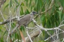 Little Friar Bird, Bundaberg Botanic Gardens, Qld