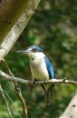Collared Kingfisher, Baldwin Swamp, Bundaberg, Qld