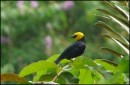 Trinidad - YellowHoodedBlackbird