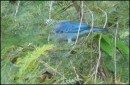 Tobago -blue grey tanager 
