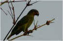 Trinidad - OrangeWingedAmazon Parrot,