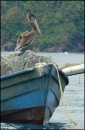 Tobago - brown Pelican, 