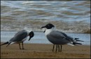 Tobago - Laughing gulls, 